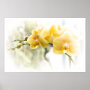 Search for orchid posters Yellow