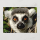 Search for ring tailed postcards Lemur