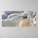 Search for kissing polar bears Animal