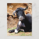 Search for goat postcards Photography