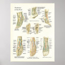 Recherche de cheville posters Pied
