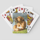 Search for boerboel Cute