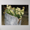 Recherche de zinnia posters Floral