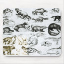 Recherche de carnivore tapis souris Prédateur