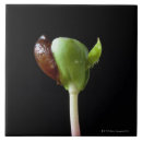 Recherche de croissance carreaux Fraîcheur