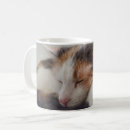 Search for calico mugs Pet