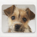 Recherche de canis Animaux domestiques