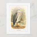 Search for vintage heron postcards Nature