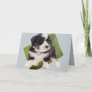 Search for bernedoodle cards Puppy
