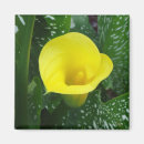 Search for callas magnets Lilies
