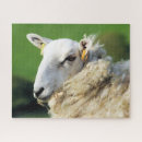 Recherche de moutons puzzles Fermes