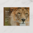 Search for lion business cards Wildlife