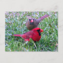 Recherche de cardinal nord cartes postales Rouge
