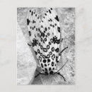 Recherche de papillons mites cartes postales Insecte