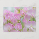 Search for sweet peas postcards Blossom