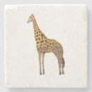 Recherche de verre girafe de dessous de dessous de verres Safari africain