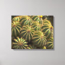 Search for barrel cactus posters Photography