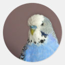 Search for parakeet stickers Budgerigar