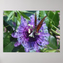 Search for butterfly posters Bloom