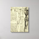 Search for medical art Muscles