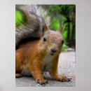 Search for red squirrel art Rodent