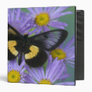 Search for sammamish Insect