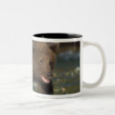 Search for arctos mugs Environment