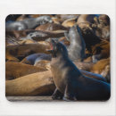 Recherche de bâton photographie Photographie de la faune