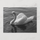 Recherche de cygne noir cartes postales Nature