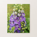 Recherche de delphiniums Larkspur