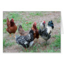Recherche de coq noir cartes postales Rouge