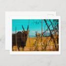 Recherche de africa cartes postales Animals