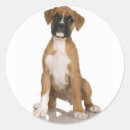 Search for boxer stickers Doggy