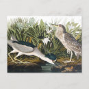 Search for john audubon postcards Bird