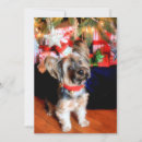 Search for pampered pets postcards Vertical