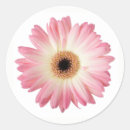 Recherche de gerbera photographie Marguerie