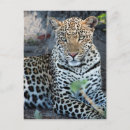 Search for medium postcards Animal