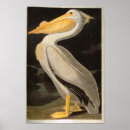 Recherche de audubon de jame de john Vintage