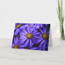 Recherche de aster pourpre Asters