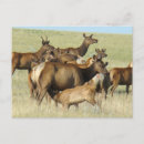 Recherche de wapiti cartes postales Cervus canadensis