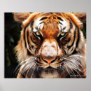 Recherche de yeux de tigre posters Félin