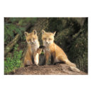 Search for fox pup posters Kit