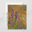 Search for desert flowers postcards Floral