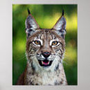 Search for cute lynx art Animal