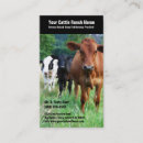 Recherche de bétail cartes visite Boeuf