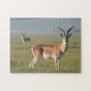 Recherche de gazelle puzzles Image en couleur