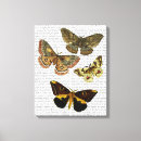 Search for moth canvas prints Butterfly
