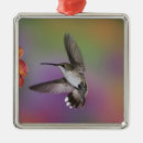 Recherche de hummingbird ornaments Coloré