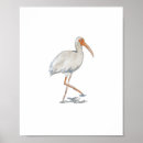 Recherche de ibis posters Tropical