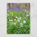 Recherche de anémone cartes postales Printemps